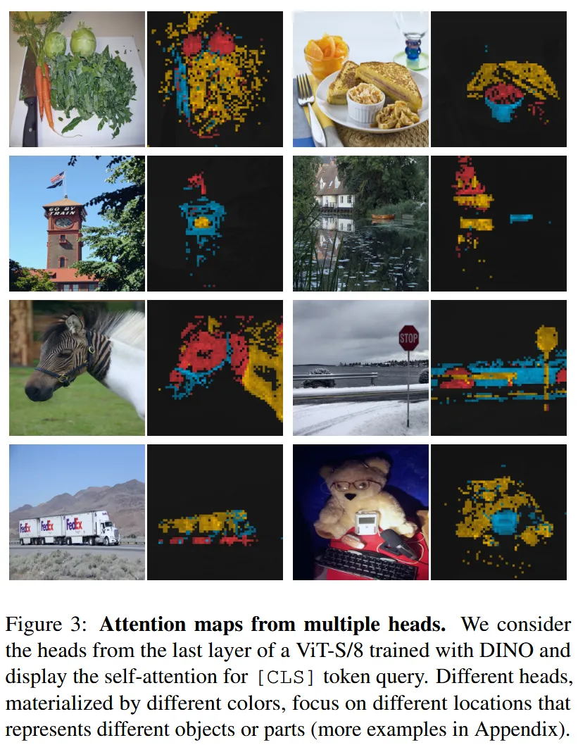 DINO Attention Maps